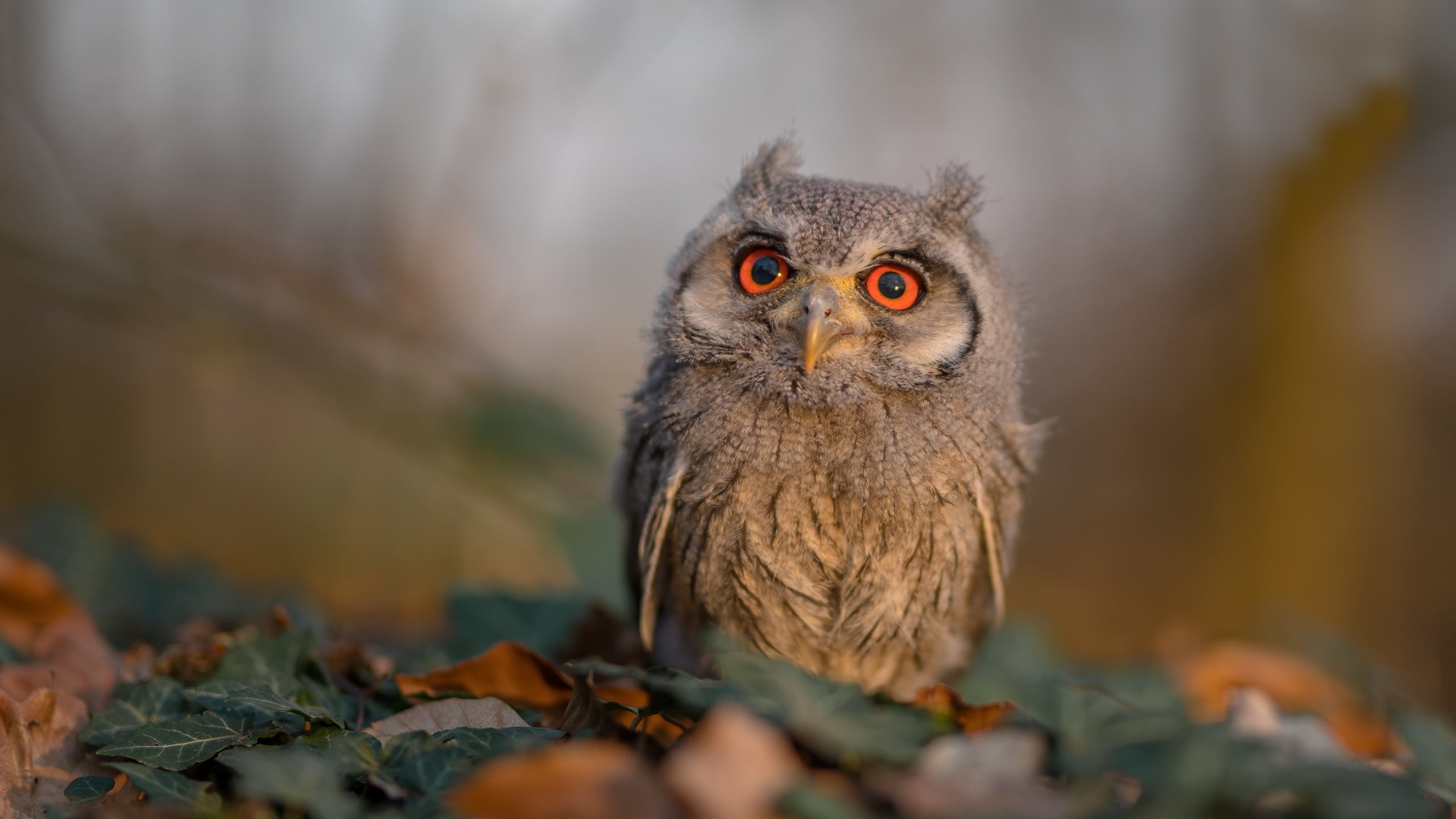 意甲焦点战之夜,李刚仁统治全场,闪耀亚平宁