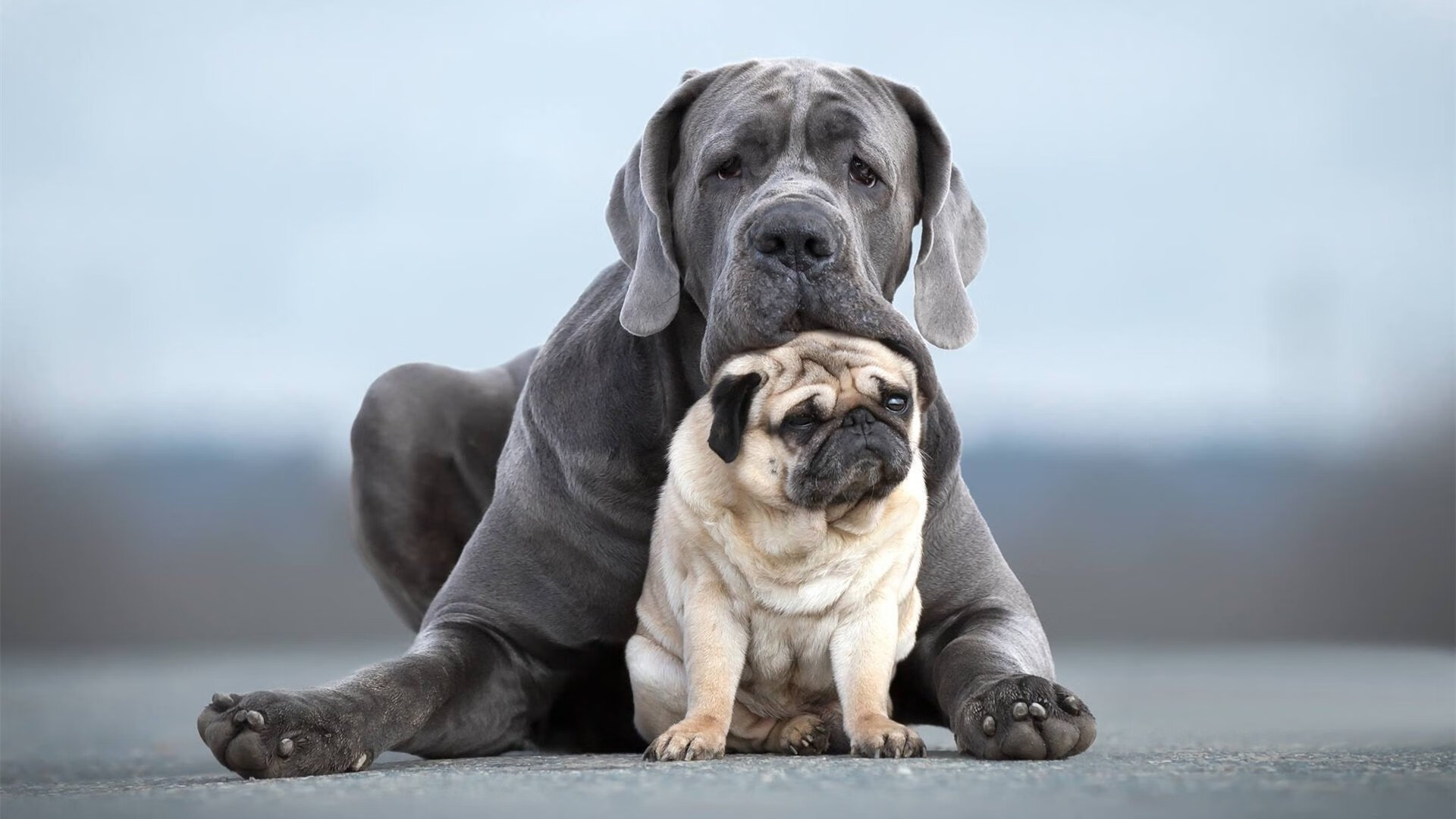点球线上的凝视，当奥利维耶完成自我救赎，西班牙在沙漠黄昏中学会跌倒