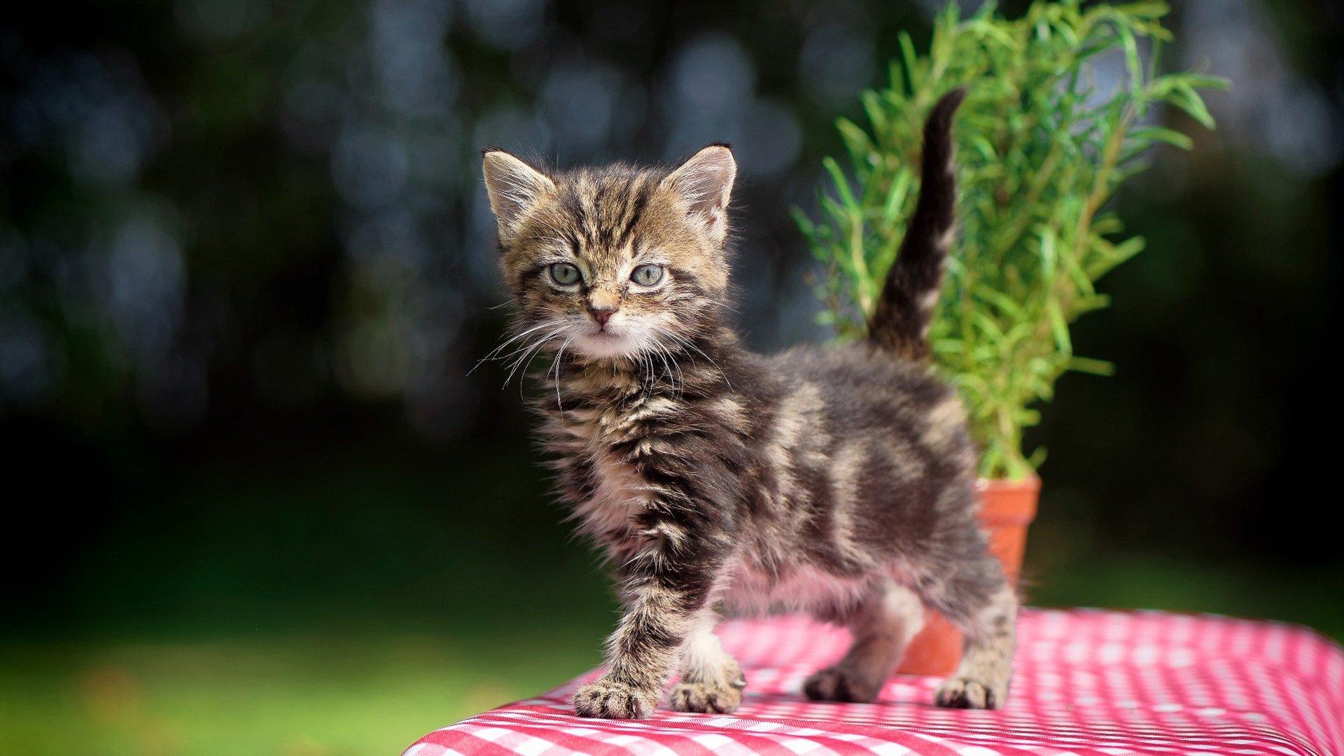 跨界对决，乌克兰战车粉碎加拿大冰球，足球巨星阿圭罗上演冰上制胜传奇