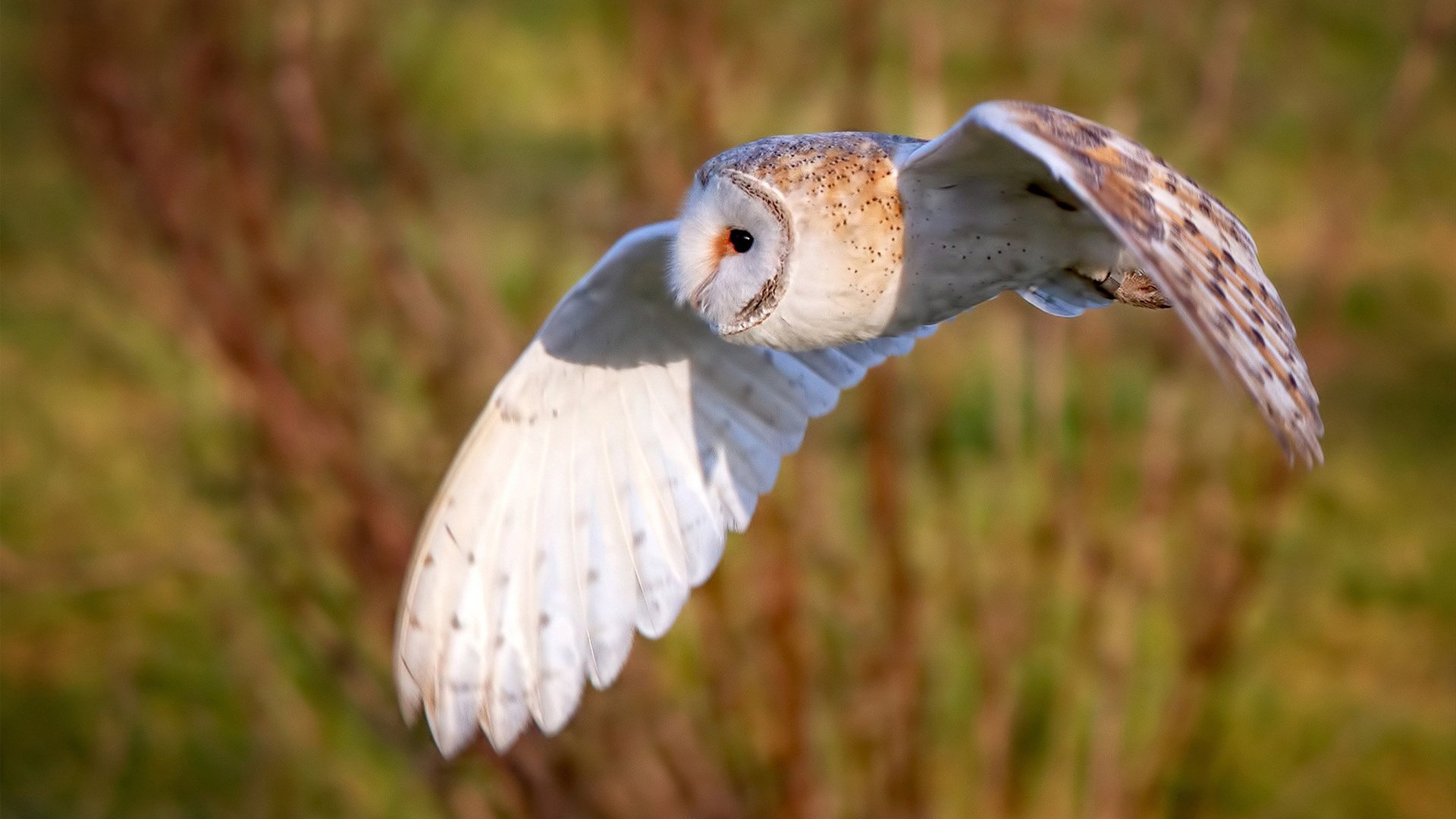 阿圭罗硬仗之王传奇闪耀，加纳争冠战击败牙买加启示录