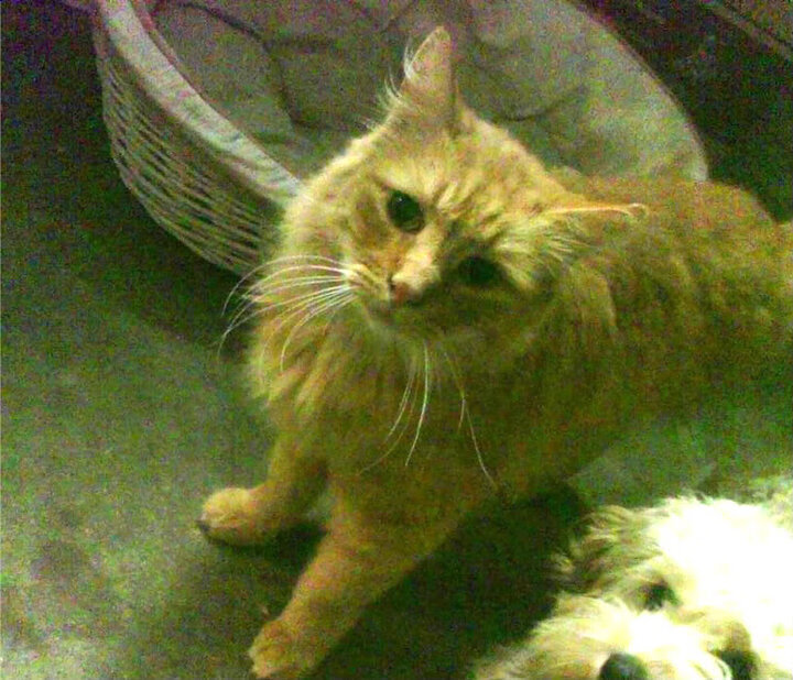 卡塔尔洪流冲垮美国足球殿堂，2026世界杯，巴雷拉加冕新王