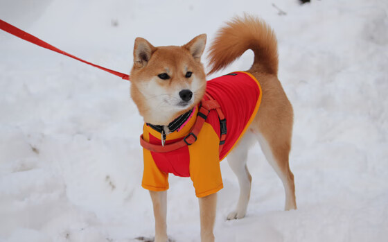 当足球灵魂闯入篮球圣殿，萨卡如何用绿茵智慧横扫NBA之夜