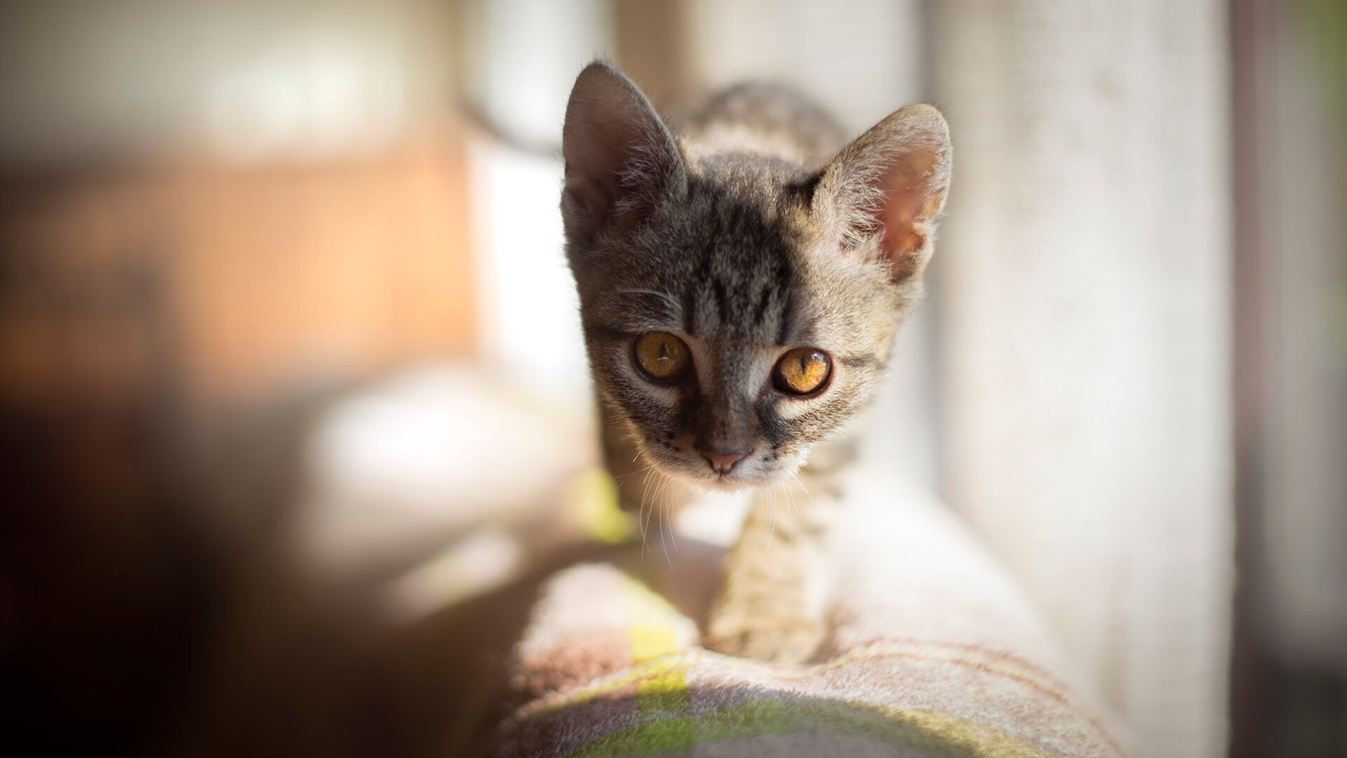 钢铁巨兽踏碎广厦,戈贝尔在年度焦点之战中重塑比赛法则