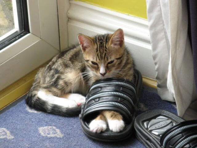 黄喜灿关键先生本色，奥地利惊天逆转牙买加