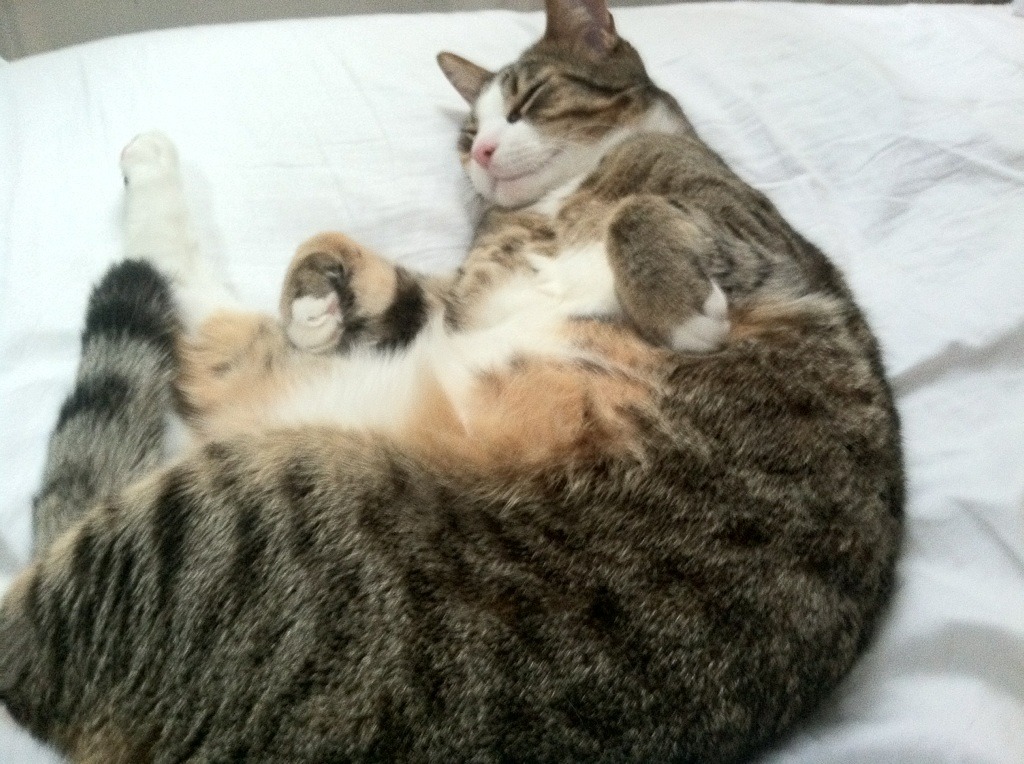 暗影与极光,阿克何以成为今夜街道的胜负手