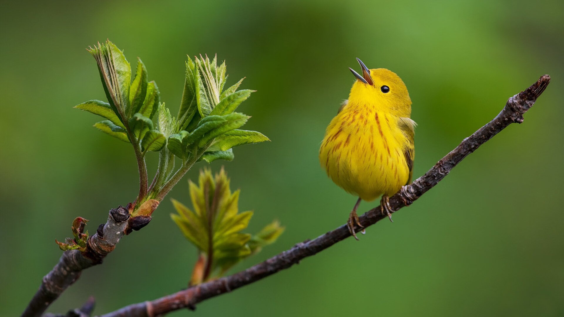 内马尔关键时刻挺身而出，尤文图斯狂胜克罗地亚