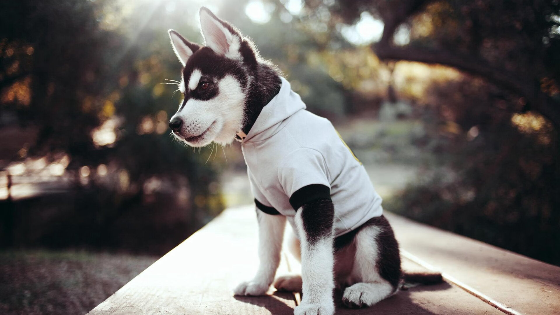 蒂亚戈统治绿茵！高能输出引领斗牛士军团奏凯，西班牙终结马里晋级路