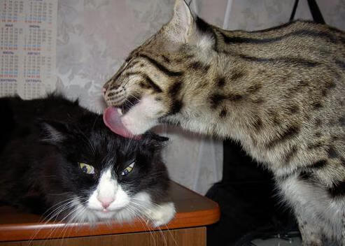 雄鹿主场力克凯尔特人，拉梅洛·鲍尔关键表现引领胜利狂潮