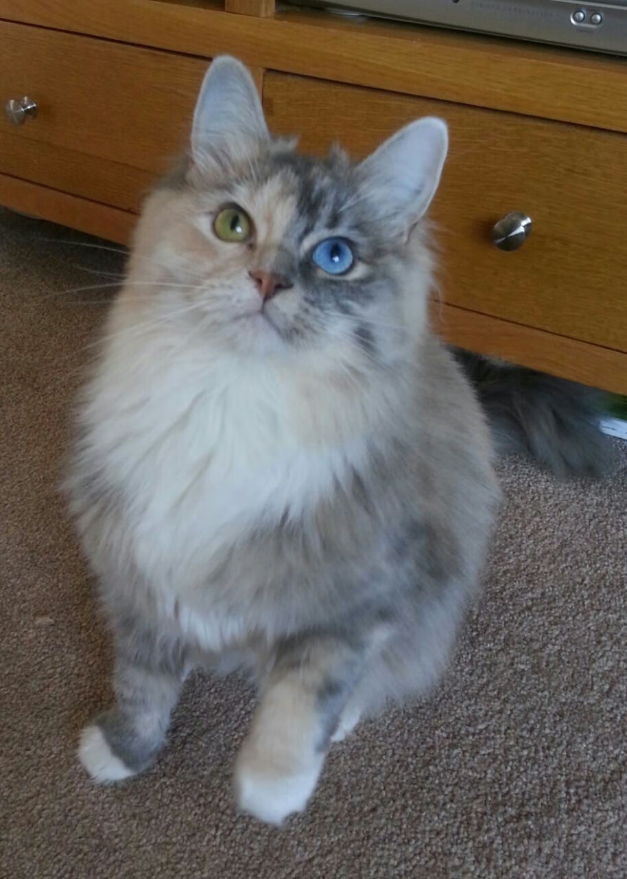 步行者铁壁封锁勇士，保罗大师级掌控比赛走势