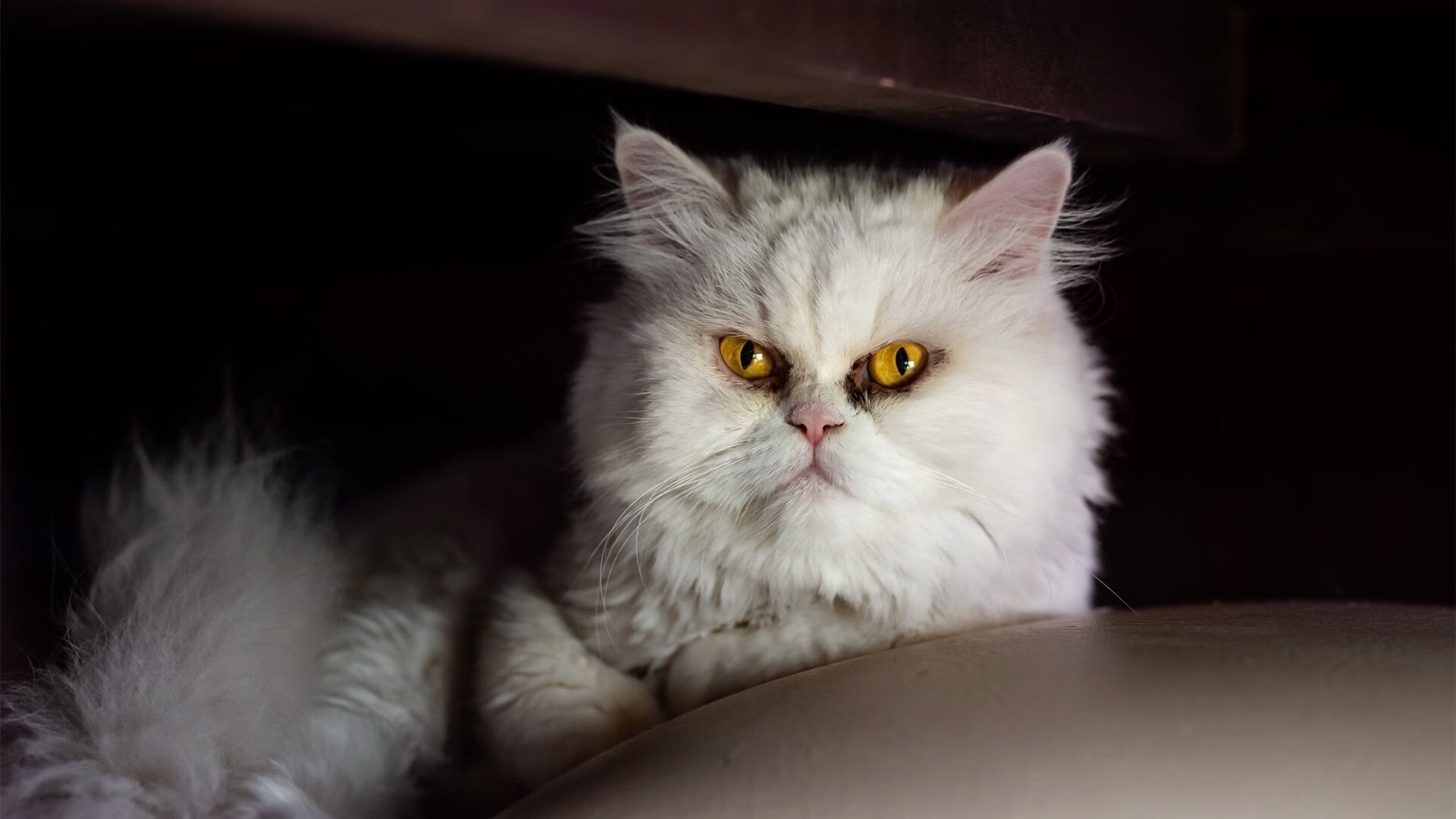 阿坎吉一战封神！铁闸镇山河，高能输出导演克罗地亚险胜芬兰