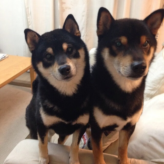 骑士碾过热火晋级,戈贝尔攻防两端定江山