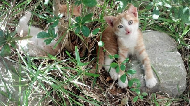骑士碾过热火晋级,戈贝尔攻防两端定江山