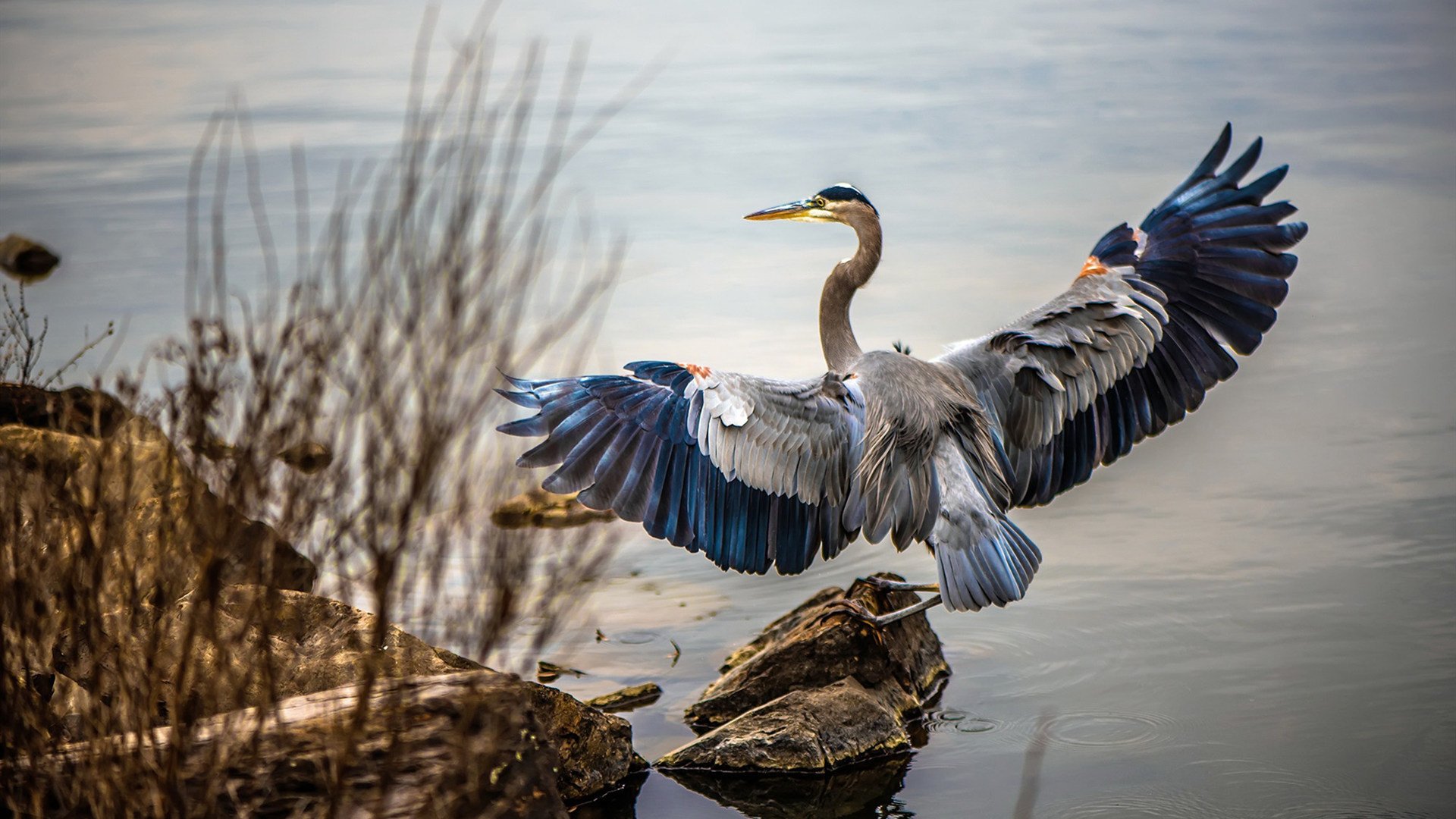 超级武器字母哥全面爆发，老鹰生死战捍卫主场险胜掘金
