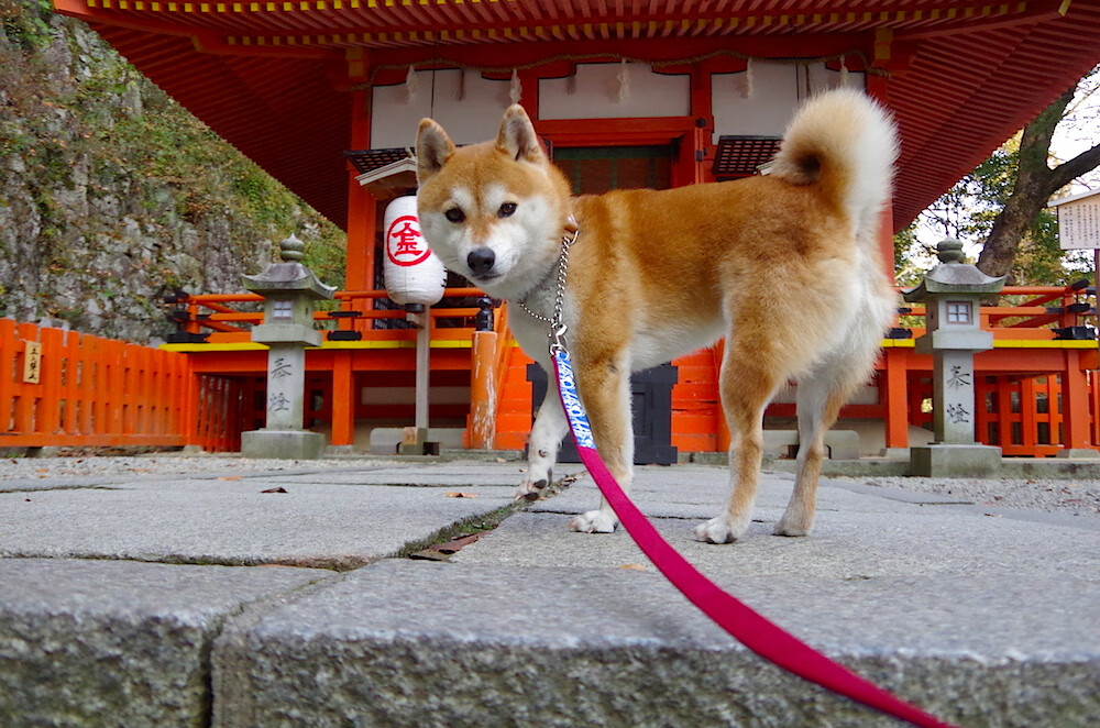 恩佐的救赎之夜，当全世界的嘘声化为喝彩