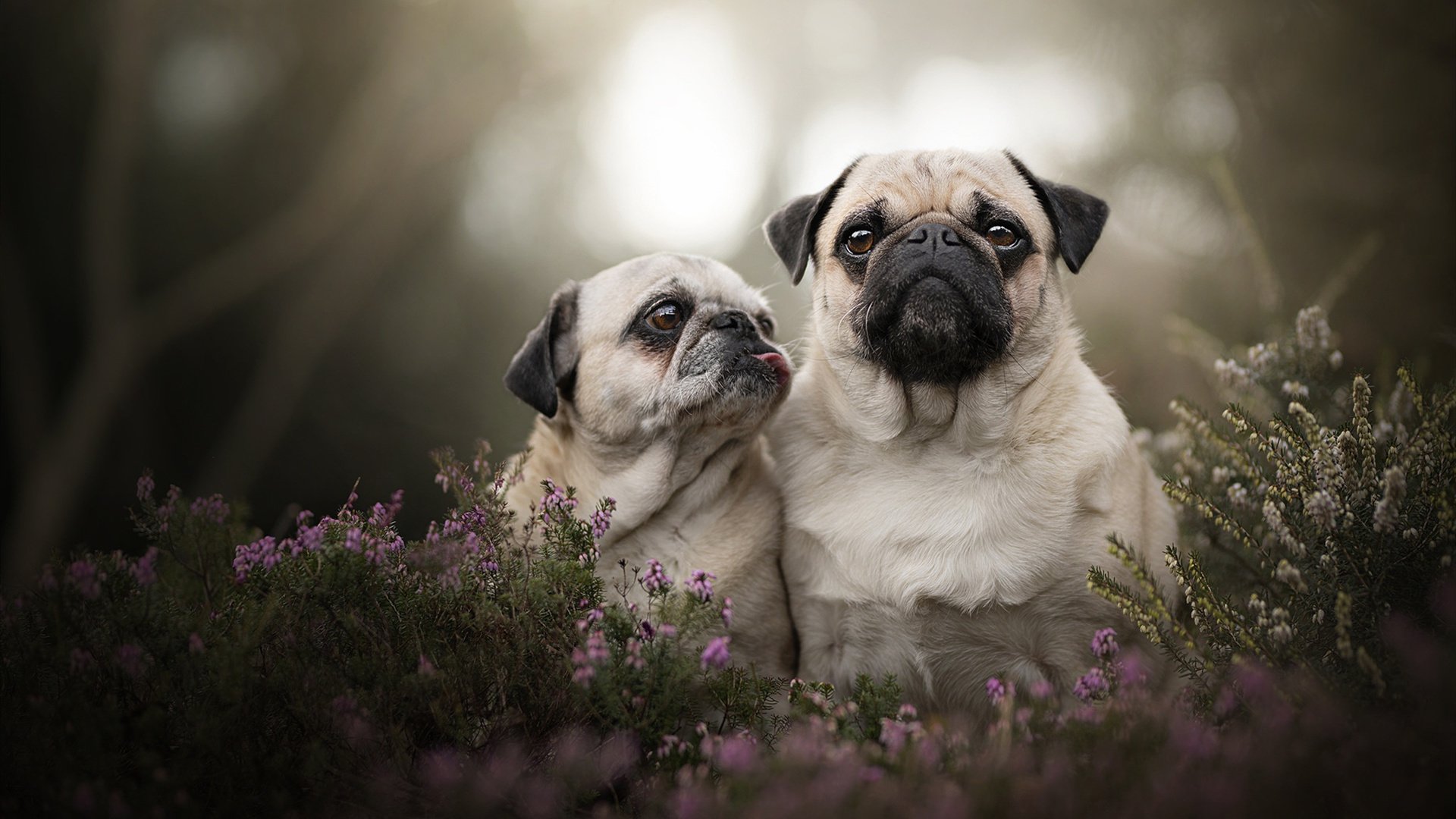 贝恩利刃出鞘，湖人铁索横江—现代篮球的攻守之道