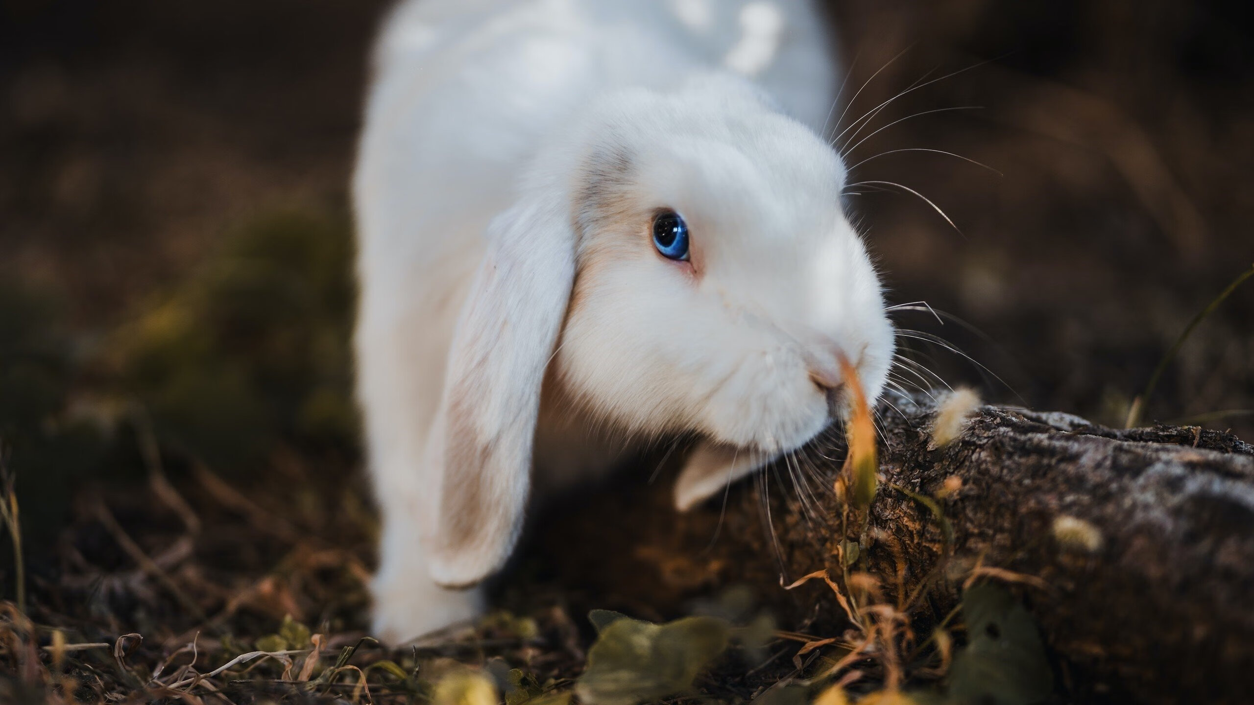 永恒刀锋出鞘时，年度焦点之战与欧文的终极存在感