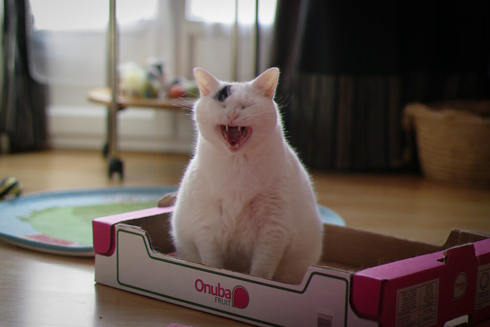 奥斯梅恩进攻端无人可挡，尤文力克美国球队展强势